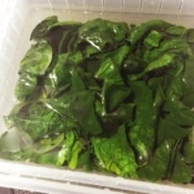 離乳食 レンジで簡単 ほうれん草 冷凍保存 レシピ 作り方 By Pmam J 楽天レシピ 離乳食 レンジで簡単 ほうれん草 冷凍保存 レシピ 作り方 By Pmam J 楽天レシピ